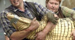 Pictured: Owners Andy Johnson and wife Tracey transporting a 400lb crocodile in 2009. Tracey is believed to have pulled the boy to safety