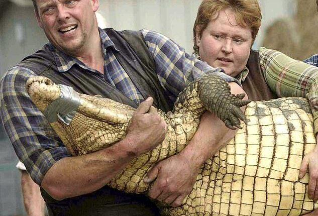 Pictured: Owners Andy Johnson and wife Tracey transporting a 400lb crocodile in 2009. Tracey is believed to have pulled the boy to safety