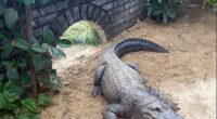 A three-year-old boy was thrown into a crocodile enclosure by a stranger at a zoo in Cambridgeshire today. Pictured: A file image of a crocodile at the zoo