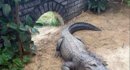 A three-year-old boy was thrown into a crocodile enclosure by a stranger at a zoo in Cambridgeshire today. Pictured: A file image of a crocodile at the zoo