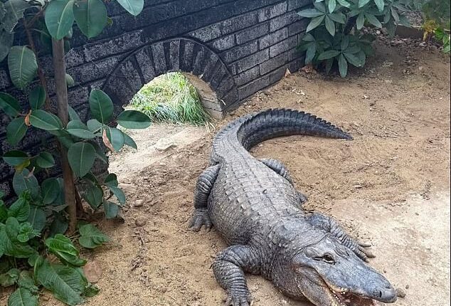A three-year-old boy was thrown into a crocodile enclosure by a stranger at a zoo in Cambridgeshire today. Pictured: A file image of a crocodile at the zoo