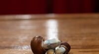 California dad admits dosing his children hallucinogenic mushrooms every other day