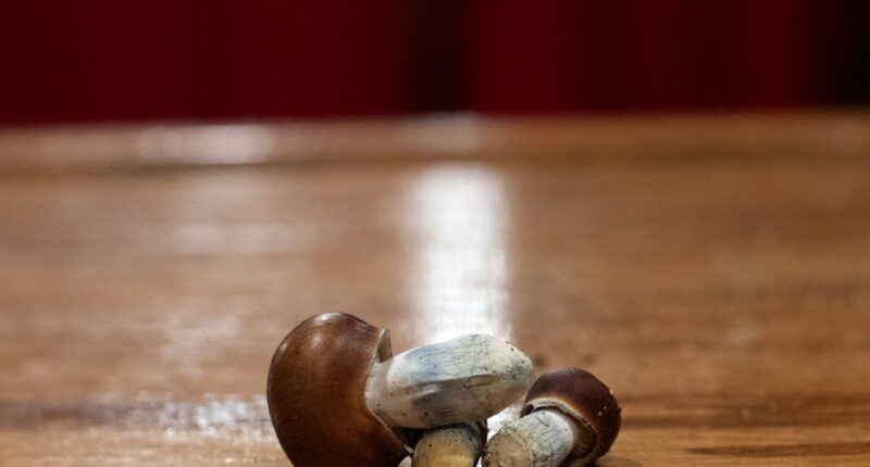 California dad admits dosing his children hallucinogenic mushrooms every other day