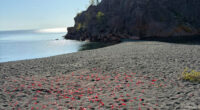 Couple Leaves Behind Fake Petals On Beach After Proposal, Sparks Fury After Photographer Exposes Them