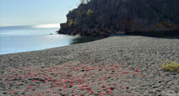 Couple Leaves Behind Fake Petals On Beach After Proposal, Sparks Fury After Photographer Exposes Them