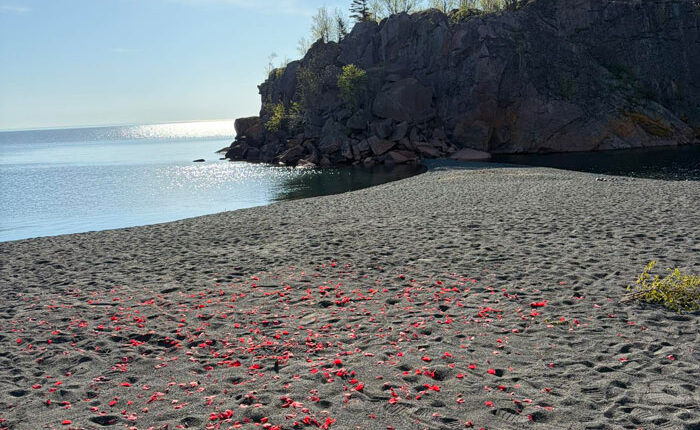 Couple Leaves Behind Fake Petals On Beach After Proposal, Sparks Fury After Photographer Exposes Them