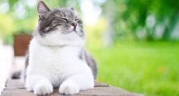 Deadly cat-killer fungus is spreading across South America: ‘It is just a matter of time’