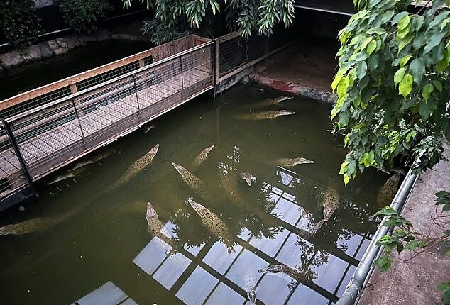 The boy had been on an elevated walkway admiring at least 15 crocodiles and alligators when he was apparently lifted over a 4ft safety fence and hurled 15ft into the enclosure (pictured in 2025)