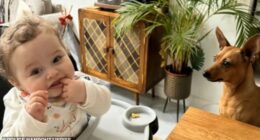 In the months before his death, baby Preston Davey was taken to hospital three times with various injuries