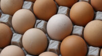 Egg Prices Plunge to Ten-Year Low. – The National Pulse