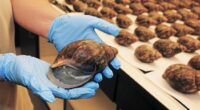 Environmental Activist Group Files Suit on Saving Rare AZ Snail, Where It Is Should Raise Eyebrows – RedState