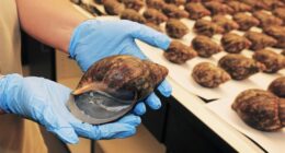 Environmental Activist Group Files Suit on Saving Rare AZ Snail, Where It Is Should Raise Eyebrows – RedState