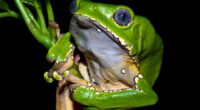 'Kambo' is an extreme and dangerous ritual which uses the poison from an Amazonian tree frog