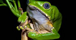 'Kambo' is an extreme and dangerous ritual which uses the poison from an Amazonian tree frog