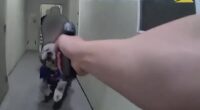 Newly released LAPD bodycam footage shows an officer firing four shots at Jameson, a two-year-old Golden Saint Berdoodle, during a fatal encounter in a Canoga Park apartment hallway