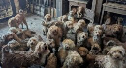 This photo shows some of the 250 dogs who were rescued from the undisclosed property