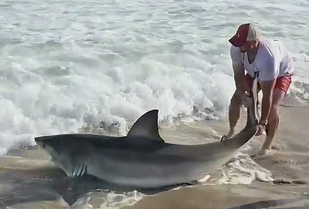 Video captured the moment that Elliot Sudal, 37, pulled in a great white shark onto the shores of Nobadeer Beach in Nantucket, Massachusetts, on Sunday