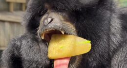 Beatrice the gibbon was snapped  tucking in to her special frozen treats at Noah's Ark Zoo Farm to try stay cool during the UK's heatwave