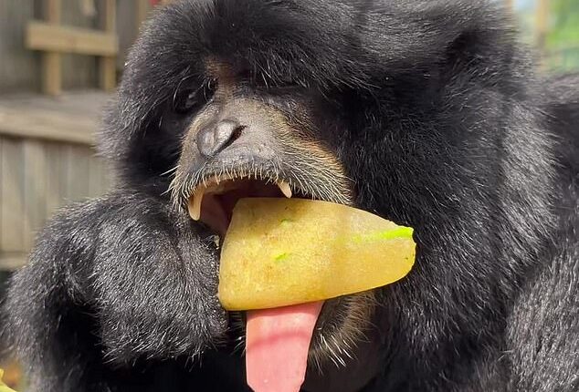 Beatrice the gibbon was snapped  tucking in to her special frozen treats at Noah's Ark Zoo Farm to try stay cool during the UK's heatwave