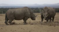 Love, Nairobi Style! – RedState