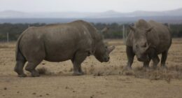 Love, Nairobi Style! – RedState