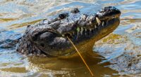 Man Arrested For Attempted Murder After Boy Lands In Zoo's Crocodile Enclosure