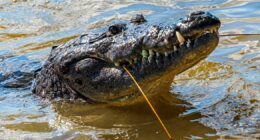 Man Arrested For Attempted Murder After Boy Lands In Zoo's Crocodile Enclosure