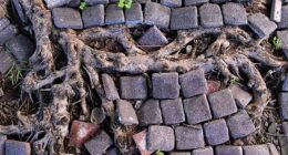 Nuisance: A neighbour's overgrown tree has damaged this person's property (file image)