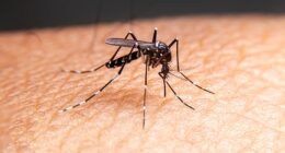Outrage as Google plans to release 64 MILLION bacteria-infected mosquitoes in two US states: 'This must be stopped'