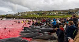 The coast of the Faroe Islands was turned a crimson red as the blood of slaughtered pilot whales stained the sea, with crowds including young children watching on