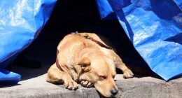 The LA City Council is being sued over the issue with animal rights advocates saying they've consistently refused to enforce abuse laws and remove street dogs from their violent owners