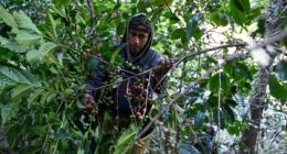 Super El Niño poses critical threat to 500m of the world’s farmers, researchers warn