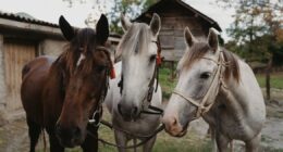 Teen Girl Accused Of Stabbing 3 Horses At Las Vegas Barn