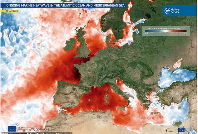 Satellite images show an ongoing marine heatwave off the northern and western coasts of France, the southern coast of Spain and in the sea off Monaco. The waters off the coast of Dover, Eastbourne and Brighton are also significantly warmer than usual, with areas of dark red indicating soaring temperatures