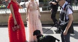 Sniffer dog at Ascot checking two elegantly dressed racegoers for any illicit substances