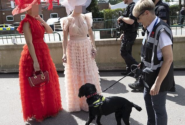 Sniffer dog at Ascot checking two elegantly dressed racegoers for any illicit substances