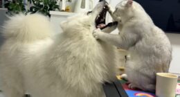 This Facebook Page Shares The Most Ridiculously Funny Dog Photos To Help You De-Stress (30 New Pics)