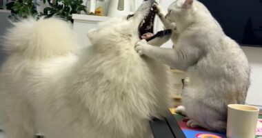 This Facebook Page Shares The Most Ridiculously Funny Dog Photos To Help You De-Stress (30 New Pics)