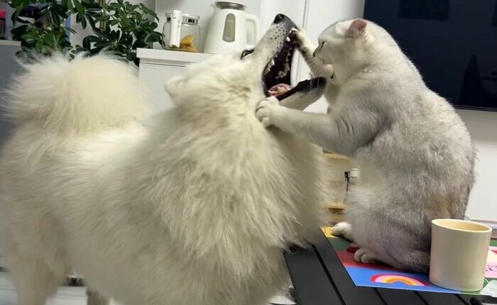 This Facebook Page Shares The Most Ridiculously Funny Dog Photos To Help You De-Stress (30 New Pics)
