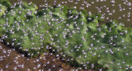 This Photographer Captures The Hidden Patterns That Make Nature Look Like Art (20 Images)