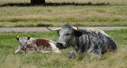 UK Govt Wants Cattle Farmers to Transition to Growing Oilseeds to Save the Climate.