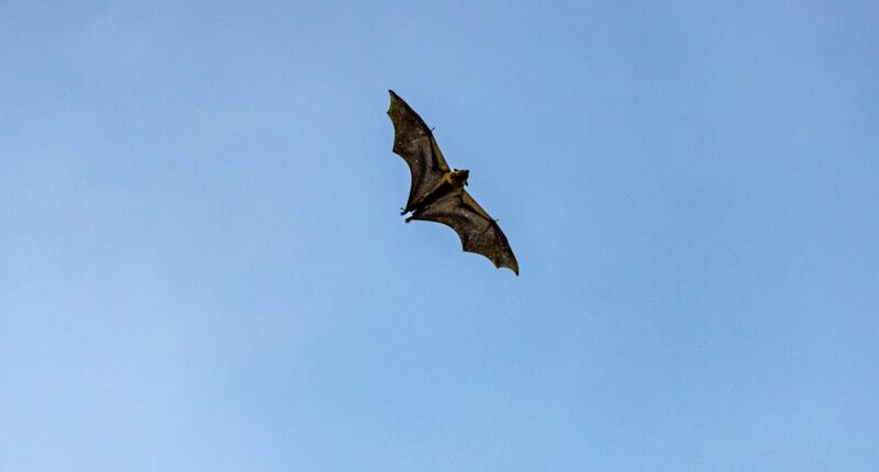 11-year-old boy dies from rabies transmitted by bat despite having no bite marks