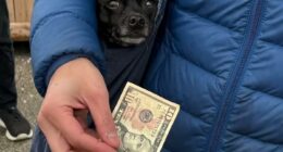 95 Adorable Dogs Riding In Bags As Shared By This Viral Page (New Pics)