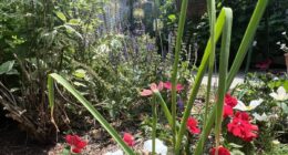 A vegetable garden doesn’t need full sun - these plants can thrive in the shade