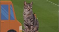 BBC co-commentator Danny Murphy surprised viewers of Norway's match with the Ivory Coast with a brief anecdote about the disappearance of his cat Bob