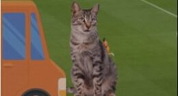 BBC co-commentator Danny Murphy surprised viewers of Norway's match with the Ivory Coast with a brief anecdote about the disappearance of his cat Bob