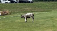 A 'dangerous' bull wreaked havoc at a cricket club near Newcastle after it stormed the field mid-match and charged at players