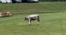 A 'dangerous' bull wreaked havoc at a cricket club near Newcastle after it stormed the field mid-match and charged at players