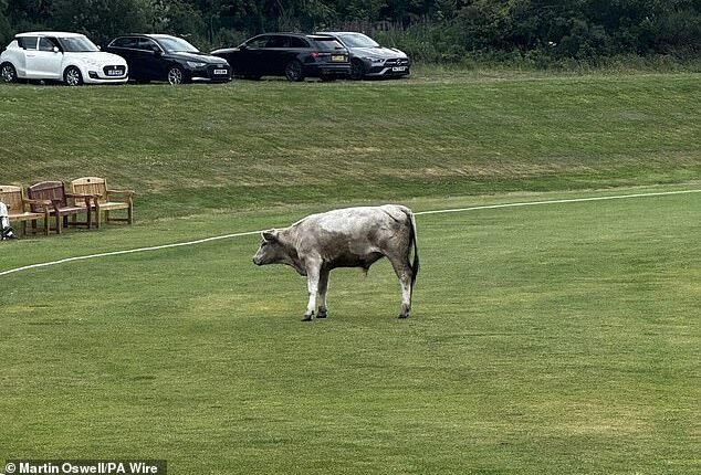 A 'dangerous' bull wreaked havoc at a cricket club near Newcastle after it stormed the field mid-match and charged at players