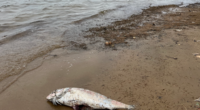 Mass death of marine animals in Australia caused by ‘world’s most toxic algae’
